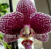 Flower seeds for home garden Phalaenopsis orchid seeds buy-direct-from-china orquidea semente 30 PCS orchid-seed
