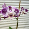 Flower seeds for home garden Phalaenopsis orchid seeds buy-direct-from-china orquidea semente 30 PCS orchid-seed