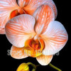 Flower seeds for home garden Phalaenopsis orchid seeds buy-direct-from-china orquidea semente 30 PCS orchid-seed