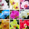 Flower seeds for home garden Phalaenopsis orchid seeds buy-direct-from-china orquidea semente 30 PCS orchid-seed