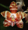 Flower seeds for home garden Phalaenopsis orchid seeds buy-direct-from-china orquidea semente 30 PCS orchid-seed