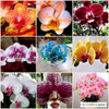 Flower seeds for home garden Phalaenopsis orchid seeds buy-direct-from-china orquidea semente 30 PCS orchid-seed
