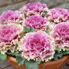 Flower Seeds bonsai Flowering Ornamental Cabbage Seeds Plant Flowering Kale In Bonsai Or Pot Garden Decoration 100 Pcs/Bag Flower Seeds bonsai Flowering Ornamental Cabbage Seeds Plant Flowering Kale In Bonsai Or Pot Garden Decoration 100 Pcs/Bag