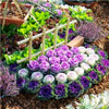 Flower Seeds bonsai Flowering Ornamental Cabbage Seeds Plant Flowering Kale In Bonsai Or Pot Garden Decoration 100 Pcs/Bag Flower Seeds bonsai Flowering Ornamental Cabbage Seeds Plant Flowering Kale In Bonsai Or Pot Garden Decoration 100 Pcs/Bag