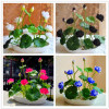Flower seeds bowl lotus flower hydroponic Aquatic plants lotus seeds perennial water lily plant for mini garden 5 pcs/bag