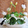Flower seeds bowl lotus flower hydroponic Aquatic plants lotus seeds perennial water lily plant for mini garden 5 pcs/bag