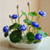 Flower seeds bowl lotus flower hydroponic Aquatic plants lotus seeds perennial water lily plant for mini garden 5 pcs/bag