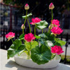 Flower seeds bowl lotus flower hydroponic Aquatic plants lotus seeds perennial water lily plant for mini garden 5 pcs/bag