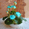 Flower seeds bowl lotus flower hydroponic Aquatic plants lotus seeds perennial water lily plant for mini garden 5 pcs/bag