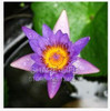 Water Lilies seeds, water lily seeds, Bowl lotus seeds - 5 seeds Water Lilies seeds, water lily seeds, Bowl lotus seeds - 5 seeds