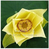 Water Lilies seeds, water lily seeds, Bowl lotus seeds - 5 seeds Water Lilies seeds, water lily seeds, Bowl lotus seeds - 5 seeds