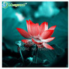 Water Lilies seeds, water lily seeds, Bowl lotus seeds - 5 seeds Water Lilies seeds, water lily seeds, Bowl lotus seeds - 5 seeds