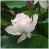 Water Lilies seeds, water lily seeds, Bowl lotus seeds - 5 seeds Water Lilies seeds, water lily seeds, Bowl lotus seeds - 5 seeds