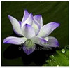 Water Lilies seeds, water lily seeds, Bowl lotus seeds - 5 seeds Water Lilies seeds, water lily seeds, Bowl lotus seeds - 5 seeds