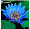 Water Lilies seeds, water lily seeds, Bowl lotus seeds - 5 seeds Water Lilies seeds, water lily seeds, Bowl lotus seeds - 5 seeds