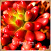 New Seeds 2017!99 Kinds Rare Succulents Seeds Lithops Seeds Pseudotruncatella Office Bonsai Plants Flower Seed 100 PCS/Bag,#M0EH