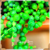New Seeds 2017!99 Kinds Rare Succulents Seeds Lithops Seeds Pseudotruncatella Office Bonsai Plants Flower Seed 100 PCS/Bag,#M0EH