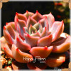 New Seeds 2017!99 Kinds Rare Succulents Seeds Lithops Seeds Pseudotruncatella Office Bonsai Plants Flower Seed 100 PCS/Bag,#M0EH