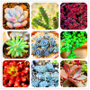 New Seeds 2017!99 Kinds Rare Succulents Seeds Lithops Seeds Pseudotruncatella Office Bonsai Plants Flower Seed 100 PCS/Bag,#M0EH