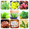 New Seeds 2017!99 Kinds Rare Succulents Seeds Lithops Seeds Pseudotruncatella Office Bonsai Plants Flower Seed 100 PCS/Bag,#M0EH