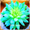 New Seeds 2017!10pcs 99 Kinds to choose Lithops Seeds Succulents Seeds Pseudotruncatella Office Bonsai Flower Seeds,#FRB4RE