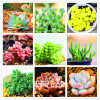 New Seeds 2017!10pcs 99 Kinds to choose Lithops Seeds Succulents Seeds Pseudotruncatella Office Bonsai Flower Seeds,#FRB4RE