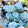 New Seeds 2017!10pcs 99 Kinds to choose Lithops Seeds Succulents Seeds Pseudotruncatella Office Bonsai Flower Seeds,#FRB4RE