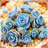 New Seeds 2017!10pcs 99 Kinds to choose Lithops Seeds Succulents Seeds Pseudotruncatella Office Bonsai Flower Seeds,#FRB4RE