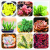 New Seeds 2017!10pcs 99 Kinds to choose Lithops Seeds Succulents Seeds Pseudotruncatella Office Bonsai Flower Seeds,#FRB4RE