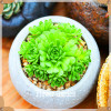New Seeds 2017!10pcs 99 Kinds to choose Lithops Seeds Succulents Seeds Pseudotruncatella Office Bonsai Flower Seeds,#FRB4RE