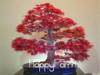 Japanese Red Maple Bonsai Tree Cheap Seeds, mini bonsai Seeds, 50 Seeds 11 kinds mixed, Very Beautiful Indoor Tree,#BR3KL