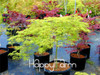 Japanese Red Maple Bonsai Tree Cheap Seeds, mini bonsai Seeds, 50 Seeds 11 kinds mixed, Very Beautiful Indoor Tree,#BR3KL