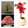 Japanese Red Maple Bonsai Tree Cheap Seeds, mini bonsai Seeds, 50 Seeds 11 kinds mixed, Very Beautiful Indoor Tree,#BR3KL