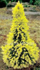 Japanese Pine Tree Seeds Yellow Spruce Tree perennial seeds Bonsai Courtyard Garden Bonsai Plant Pine Tree Seeds 50pcs/Bag Japanese Pine Tree Seeds Yellow Spruce Tree perennial seeds Bonsai Courtyard Garden Bonsai Plant Pine Tree Seeds 50pcs/Bag