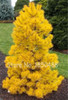 Japanese Pine Tree Seeds Yellow Spruce Tree perennial seeds Bonsai Courtyard Garden Bonsai Plant Pine Tree Seeds 50pcs/Bag Japanese Pine Tree Seeds Yellow Spruce Tree perennial seeds Bonsai Courtyard Garden Bonsai Plant Pine Tree Seeds 50pcs/Bag