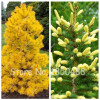 Japanese Pine Tree Seeds Yellow Spruce Tree perennial seeds Bonsai Courtyard Garden Bonsai Plant Pine Tree Seeds 50pcs/Bag Japanese Pine Tree Seeds Yellow Spruce Tree perennial seeds Bonsai Courtyard Garden Bonsai Plant Pine Tree Seeds 50pcs/Bag