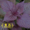 Basil seeds selling organic vegetable 100seed