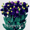 Eustoma Grandiflorum Bonsai Seeds 100pcs Lisianthus Flower Seeds Perennial Ornamental Plant Sementes de flores Free shipping