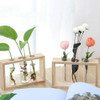 Glass and Wood Vase Planter Terrarium Table Desktop Hydroponics Plant
