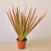 Dracaena 'Colorama'(comes potted with pot pictured)