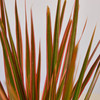 Dracaena 'Colorama'(comes potted with pot pictured)
