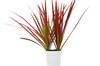 Dracaena 'Colorama'(comes potted with pot pictured)