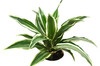 Dracaena Warneckii 'White Jewel'(comes potted with pot pictured)
