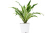 Dracaena Warneckii 'White Jewel'(comes potted with pot pictured)