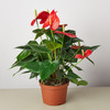 Anthurium 'Red'(comes potted with pot pictured)