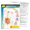 The Human Body–Digestive System Learning Chart