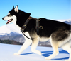 Genuine Leather Dog Harness Brown Walking Training Harnesses