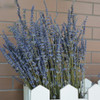 Dried Lavender Bundle