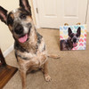 Custom Pet Canva (Limited Edition)