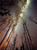Diamond Painting Tree